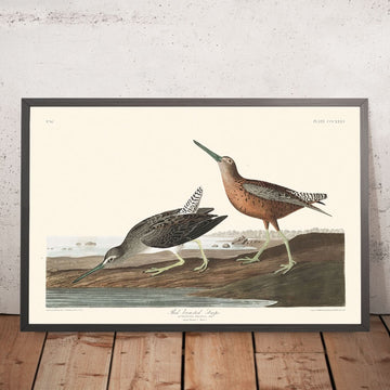 Pettine rosso di John James Audubon, 1827 