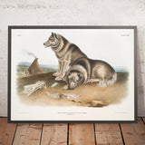Esquimaux Dog (Canis familiaris) by John Woodhouse Audubon, 1845