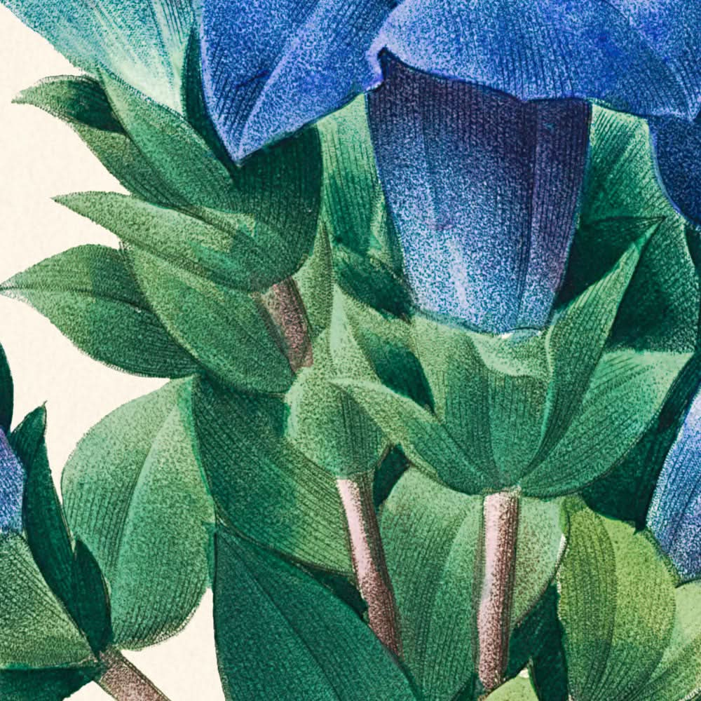 Gentiana Acaulis by Pierre-Joseph Redouté, 1802