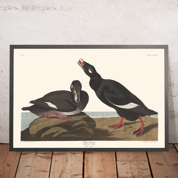 Anatra di velluto di John James Audubon, 1827 