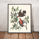 Zenaida-Taube von John James Audubon 1827 