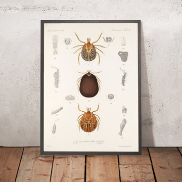 A framed image of 