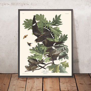 Le faucon de nuit de John James Audubon, 1827
