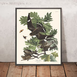 Falco della Notte di John James Audubon, 1827 