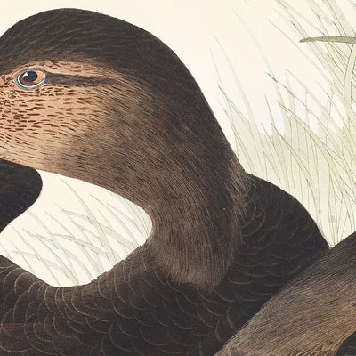 Pato oscuro, de John James Audubon, 1827