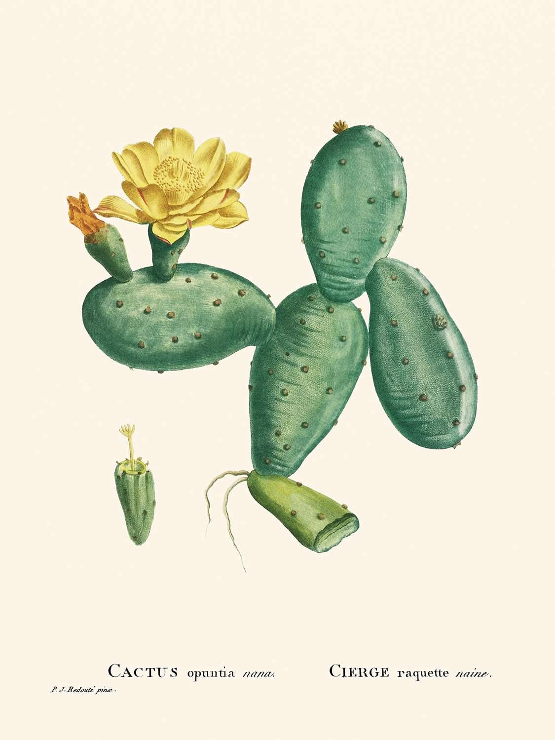 Kaktus Opuntia Nana von Pierre-Joseph Redouté, 1802