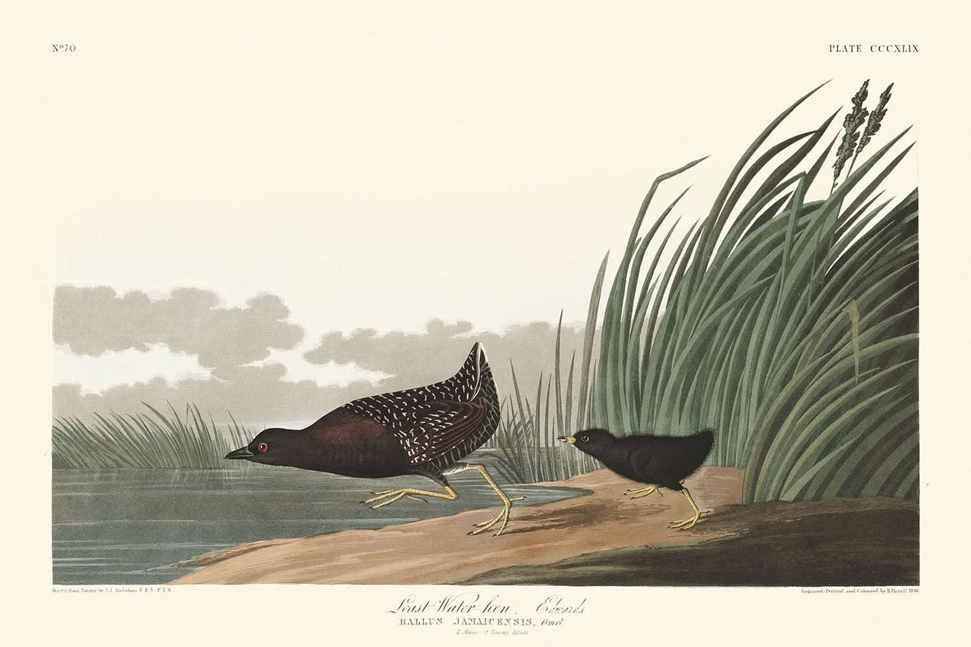 Gallina de agua menor, de John James Audubon, 1827