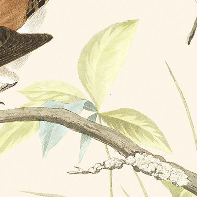 Winterwren und Felsenwren von John James Audubon, 1827 