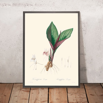 Kaempferia Longa di Pierre-Joseph Redouté, 1802 