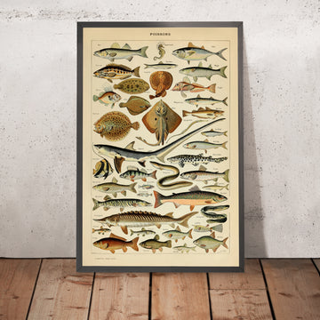 A framed image of Fish by Adolphe Millot, 1890