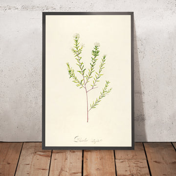 A framed image of Pimelea linifolia (Plate 31) by Pierre Joseph Redouté, 1813