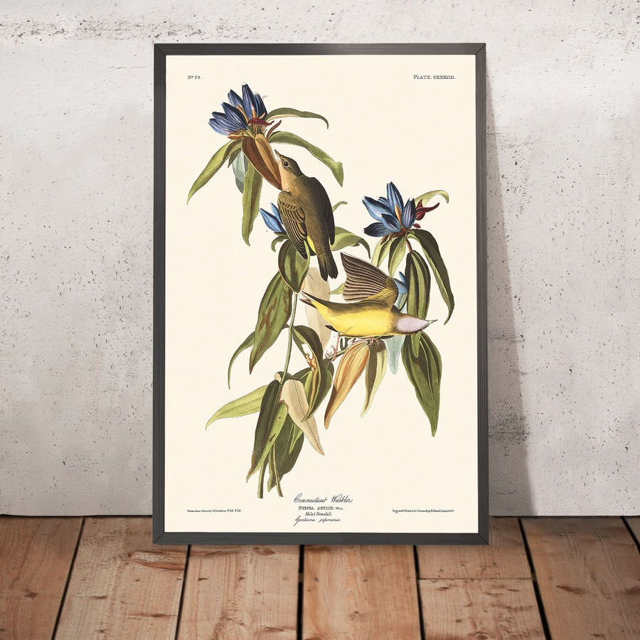 Warbler del Connecticut di John James Audubon, 1827 