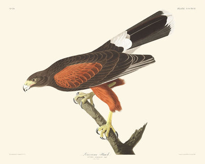 Louisiana Hawk by John James Audubon, 1827