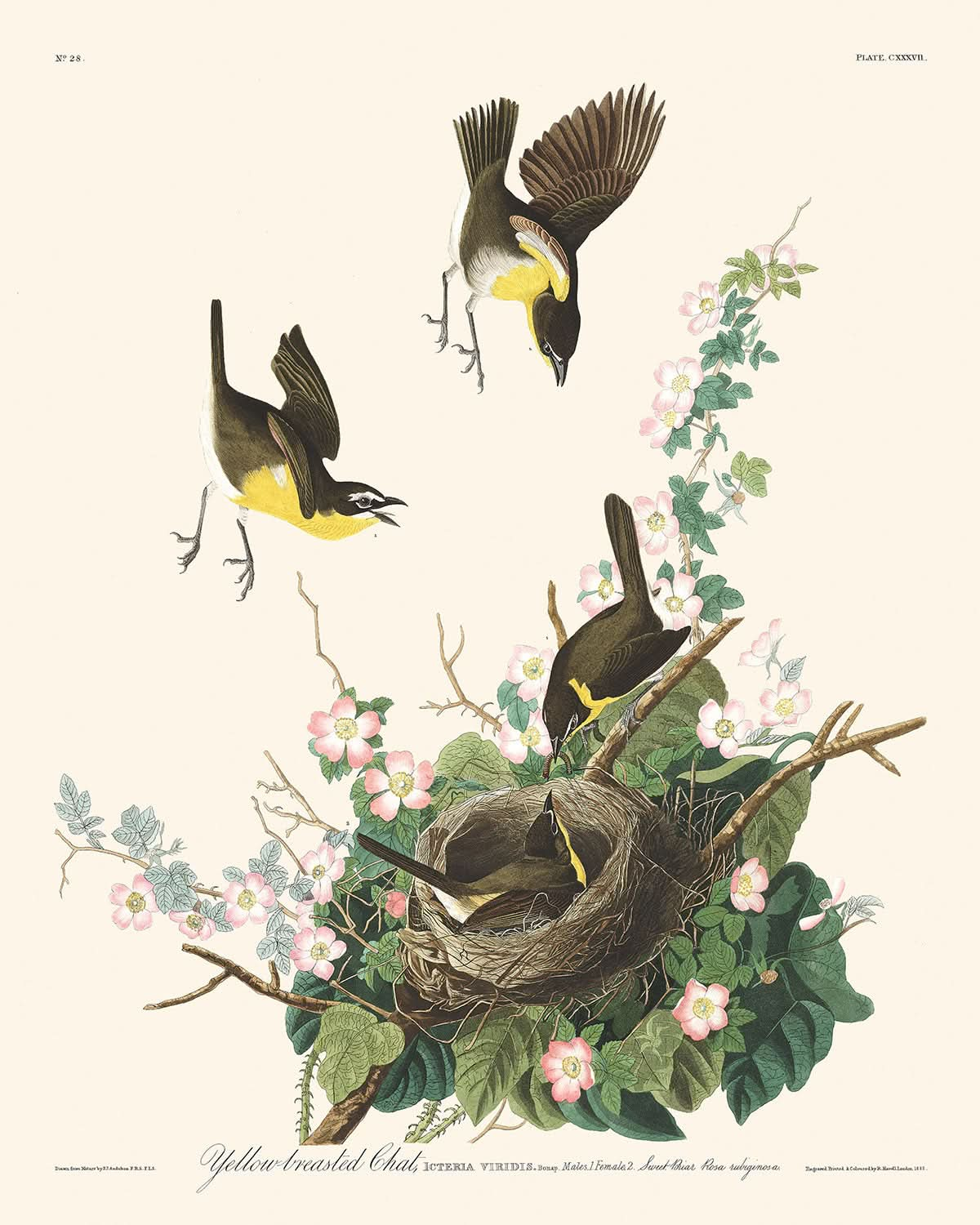 Chara pechiamarilla de John James Audubon, 1827