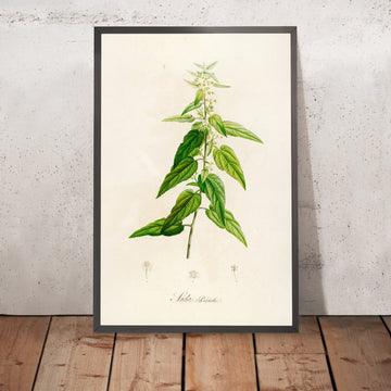 A framed image of Sida pulchella (Plate 2) by Pierre Joseph Redouté, 1813