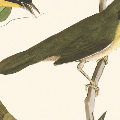 Gelbbrust-Waldsänger von John James Audubon, 1827 