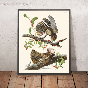 Il Gufo di Chuck-will di John James Audubon, 1827 