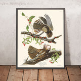 Il Gufo di Chuck-will di John James Audubon, 1827 