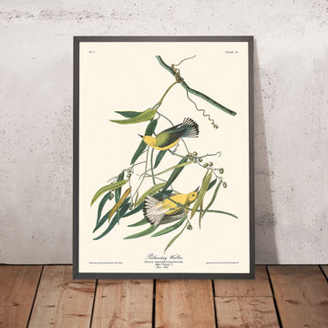 Prothonotary Warbler di John James Audubon, 1827 