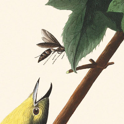 Yellow-throated Vireo by John James Audubon, 1827