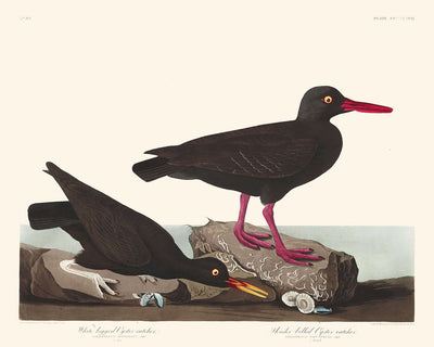 Huîtrier à pattes blanches ou Huîtrier à bec grêle par John James Audubon, 1827