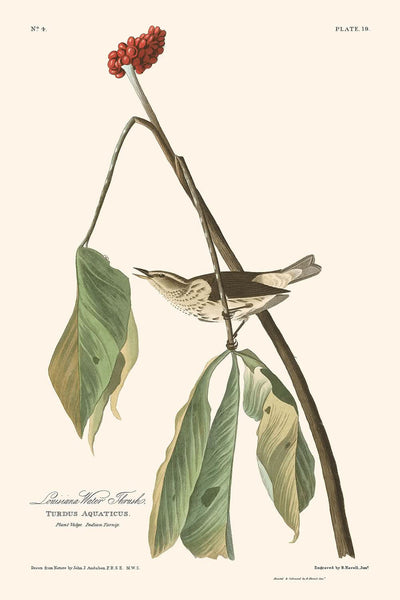 Louisiana-Wasseramsel von John James Audubon, 1827