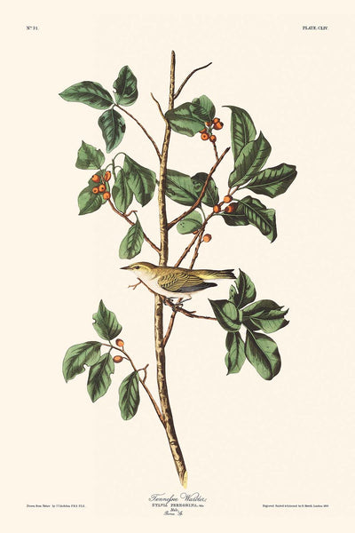 Tennessee Warbler by John James Audubon, 1827