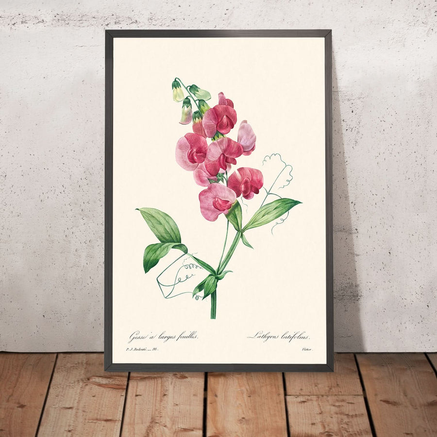 Immerwährende Erbse von Pierre-Joseph Redouté, 1802 