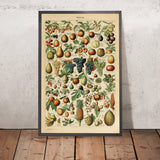 Fruits par Adolphe Millot 1890 