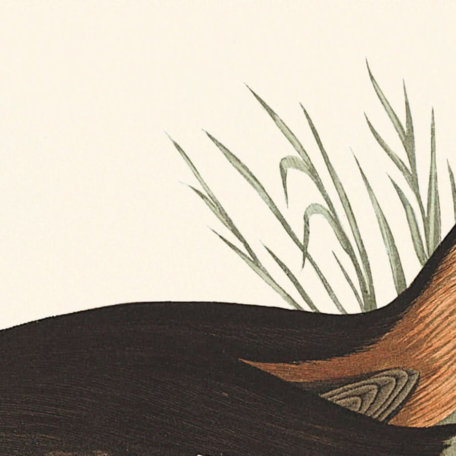 Grebe con orecchie di John James Audubon, 1827 