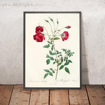 A framed image of Rose (Rosa indica sertulata) by Pierre Joseph Redouté, 1817