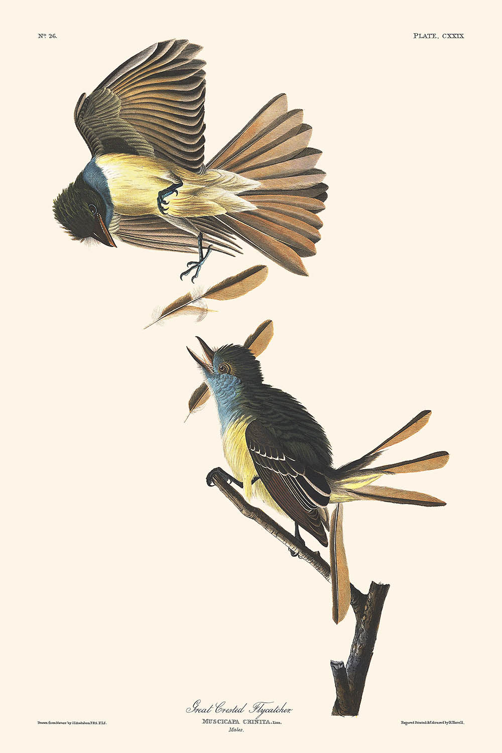 Großer Haubenschnäpper von John James Audubon, 1827