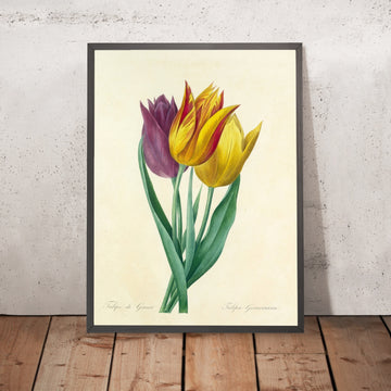 A framed image of Garden Tulip (Tulipa gesneriana, Plate 108) by Pierre Joseph Redouté, 1827