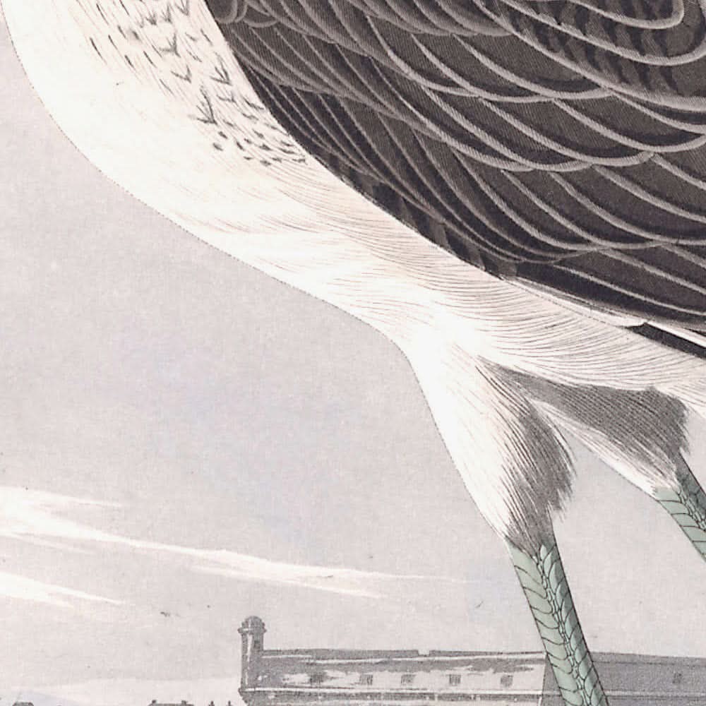 Archibebe claro, de John James Audubon, 1827