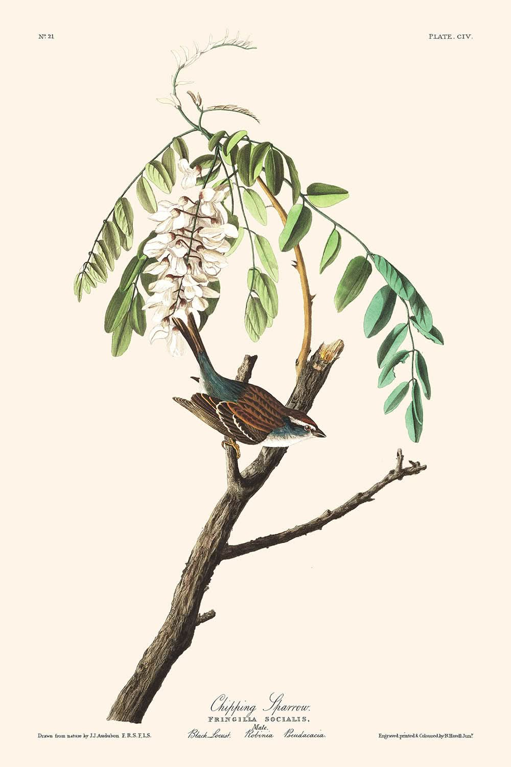 Le moineau familier de John James Audubon, 1827