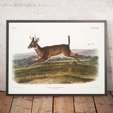 Long-tailed Deer (Cervus leucurus) by John Woodhouse Audubon, 1845