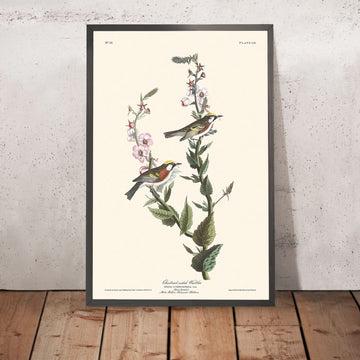 Warbler con lato castagno di John James Audubon, 1827 