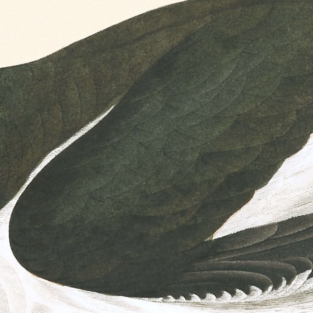 Austernfischer von John James Audubon, 1827