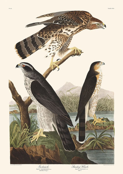 Goshawk und Stanley Hawk von John James Audubon, 1827 