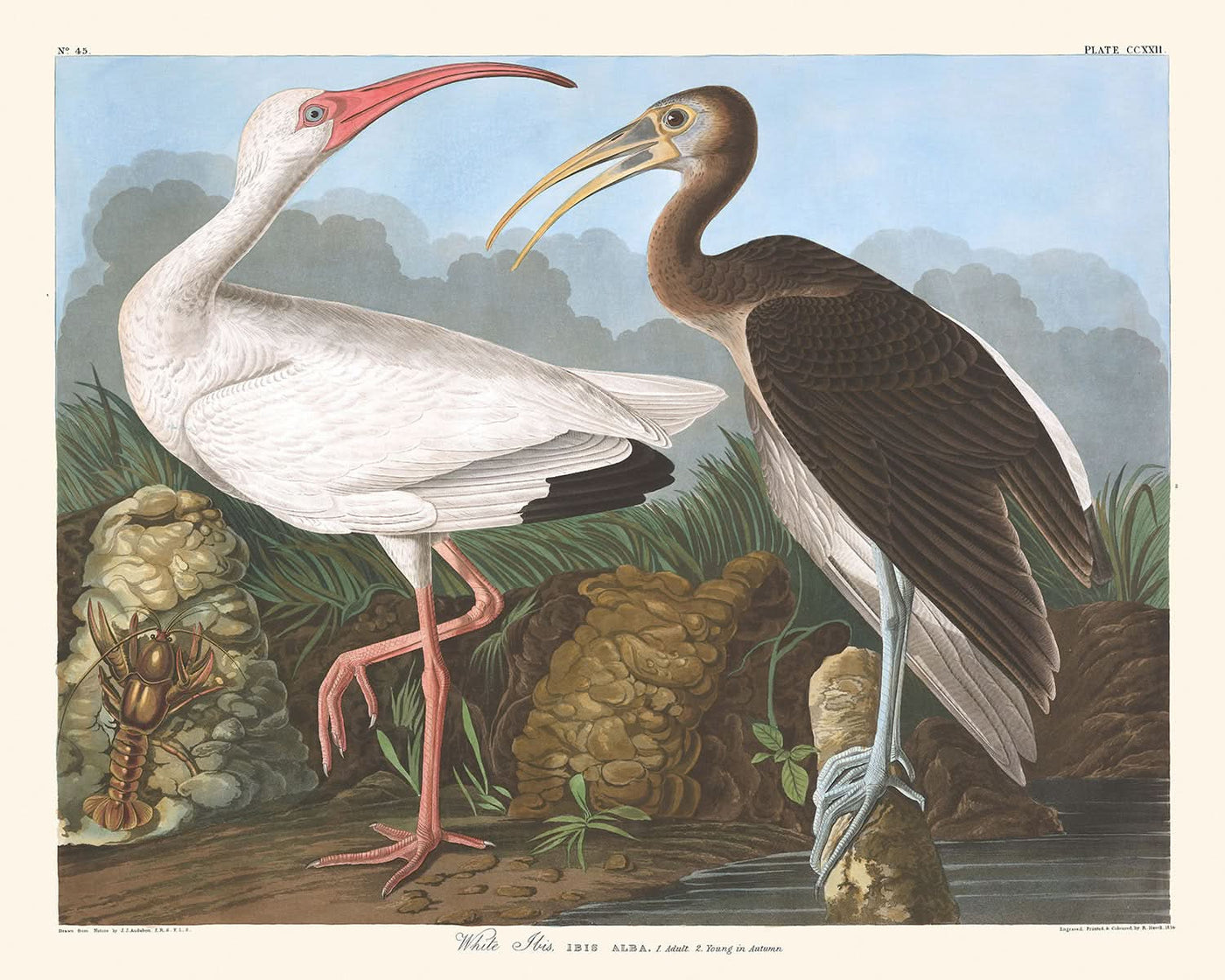 Weißer Ibis von John James Audubon, 1827 