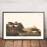 Alouette de rivage par John James Audubon, 1827 