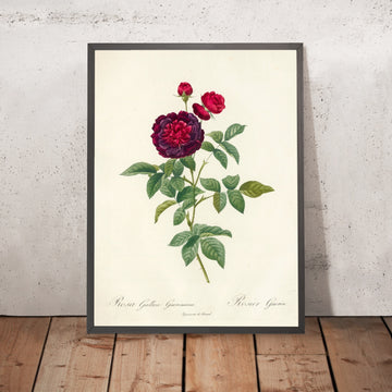 A framed image of Rosa gallica ‘Gueriniana’ by Pierre Joseph Redouté, 1817