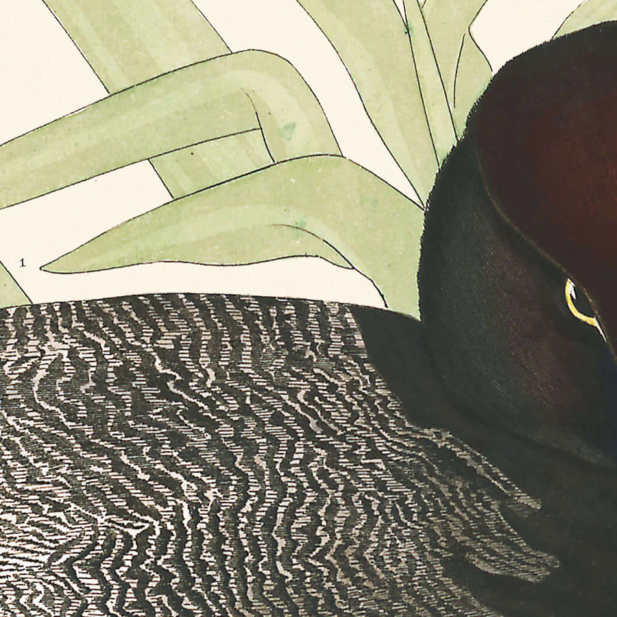 Anatra Scaup di John James Audubon 1827 