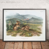 Nuttall's Hare (Lepus nuttallii) by John Woodhouse Audubon, 1845