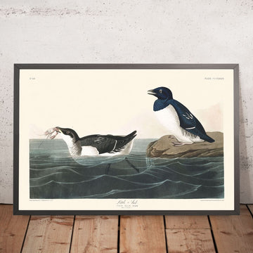 Puffino di mare di John James Audubon, 1827 