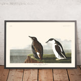 Guillemot de pico delgado por John James Audubon, 1827 