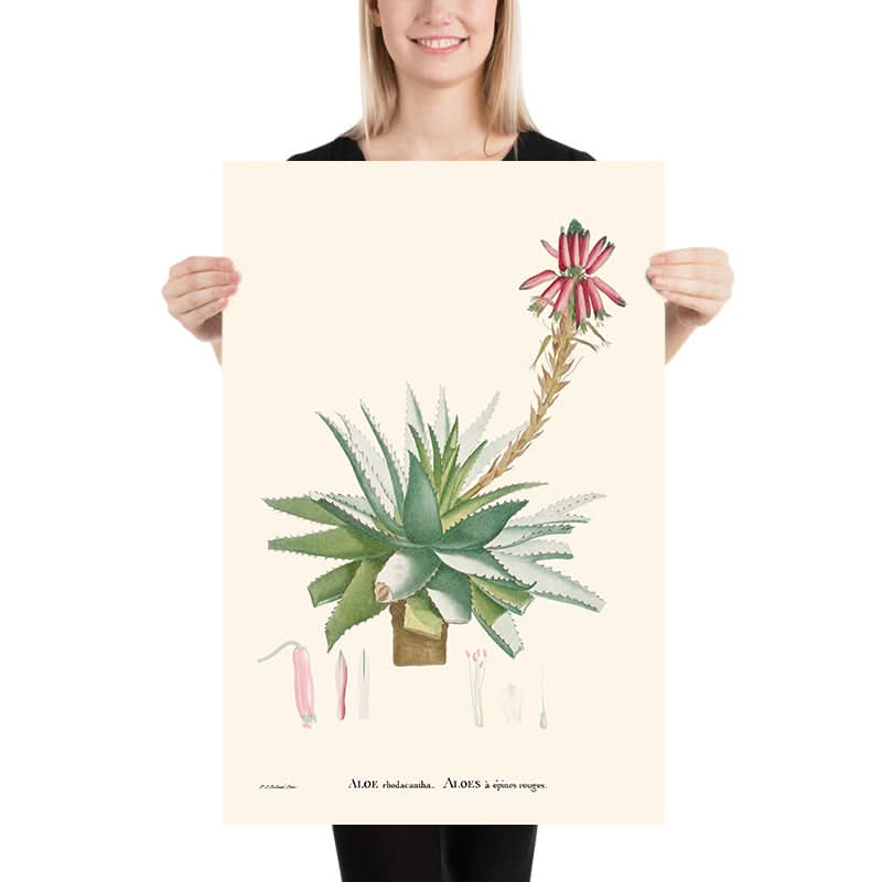 Aloe Glauca Miller di Pierre-Joseph Redouté, 1802 