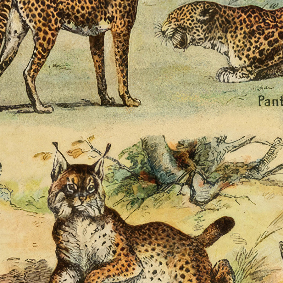 Mammiferi (2) di Adolphe Millot, 1890 - Gatti, Cani, Scimmie, Balene 