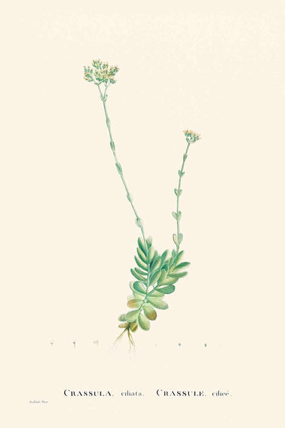 Pigmyweeds by Pierre-Joseph Redouté, 1802