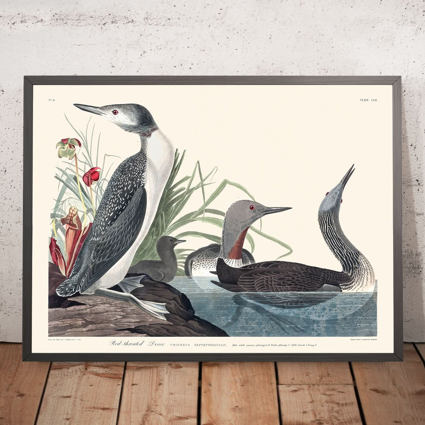 Red-Throated Diver by John James Audubon, 1827